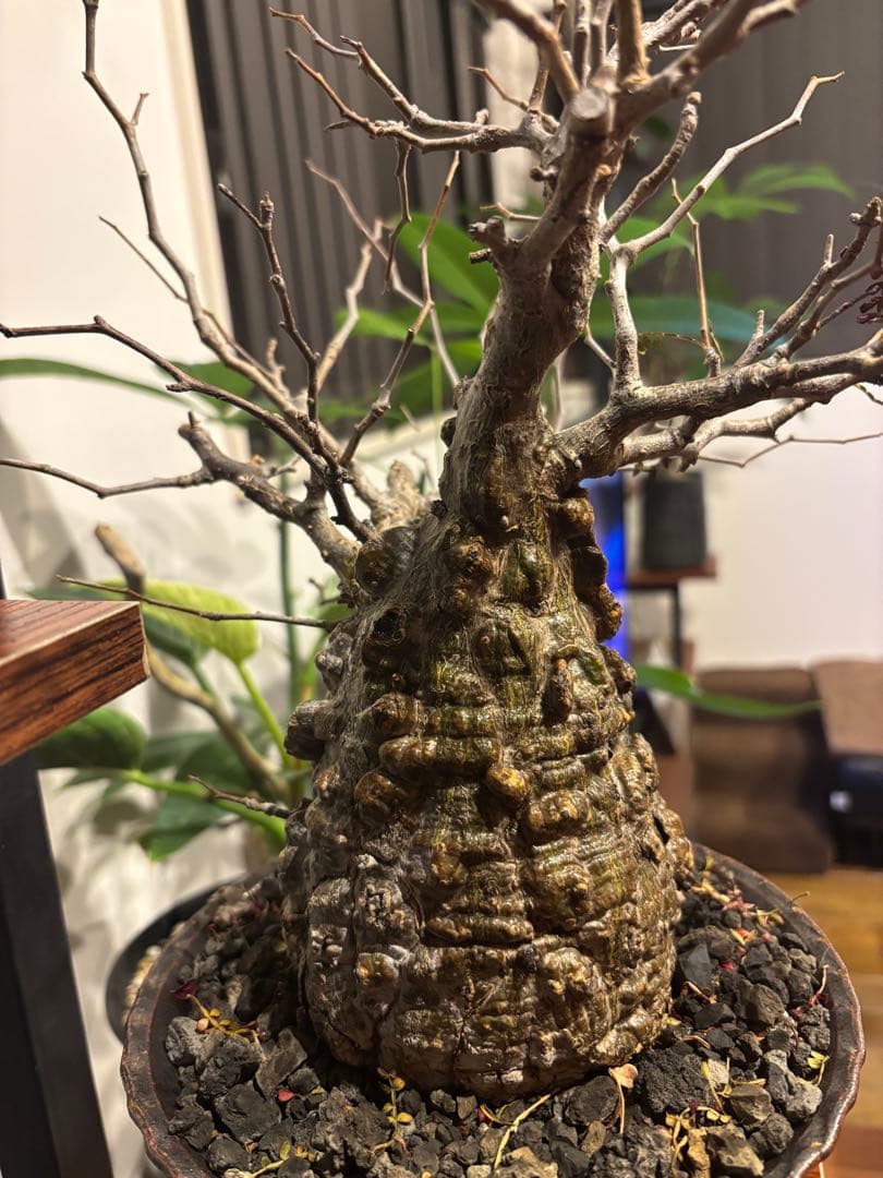 オペルクリカリアパキプス　鉢付き　塊根部約11センチ　落葉、休眠済　現地球