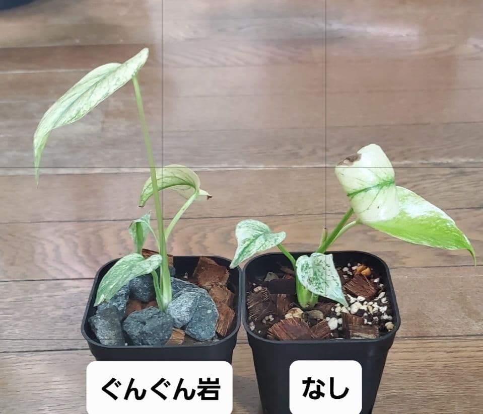 ぐんぐん岩 (ハロウィンSEAL)1㎏業務用 通常12,000円➡️8,000円