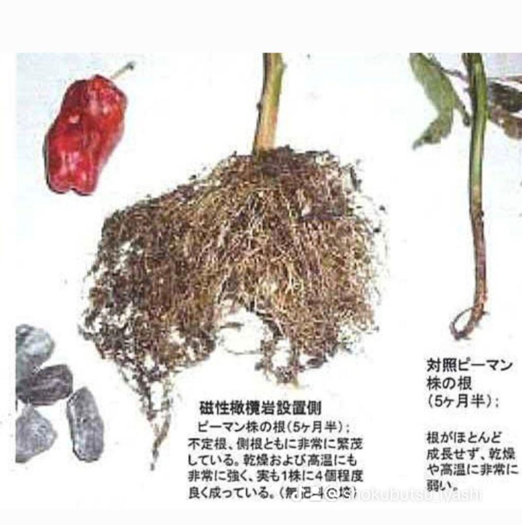 ぐんぐん岩 (ハロウィンSEAL)1㎏業務用 通常12,000円➡️8,000円