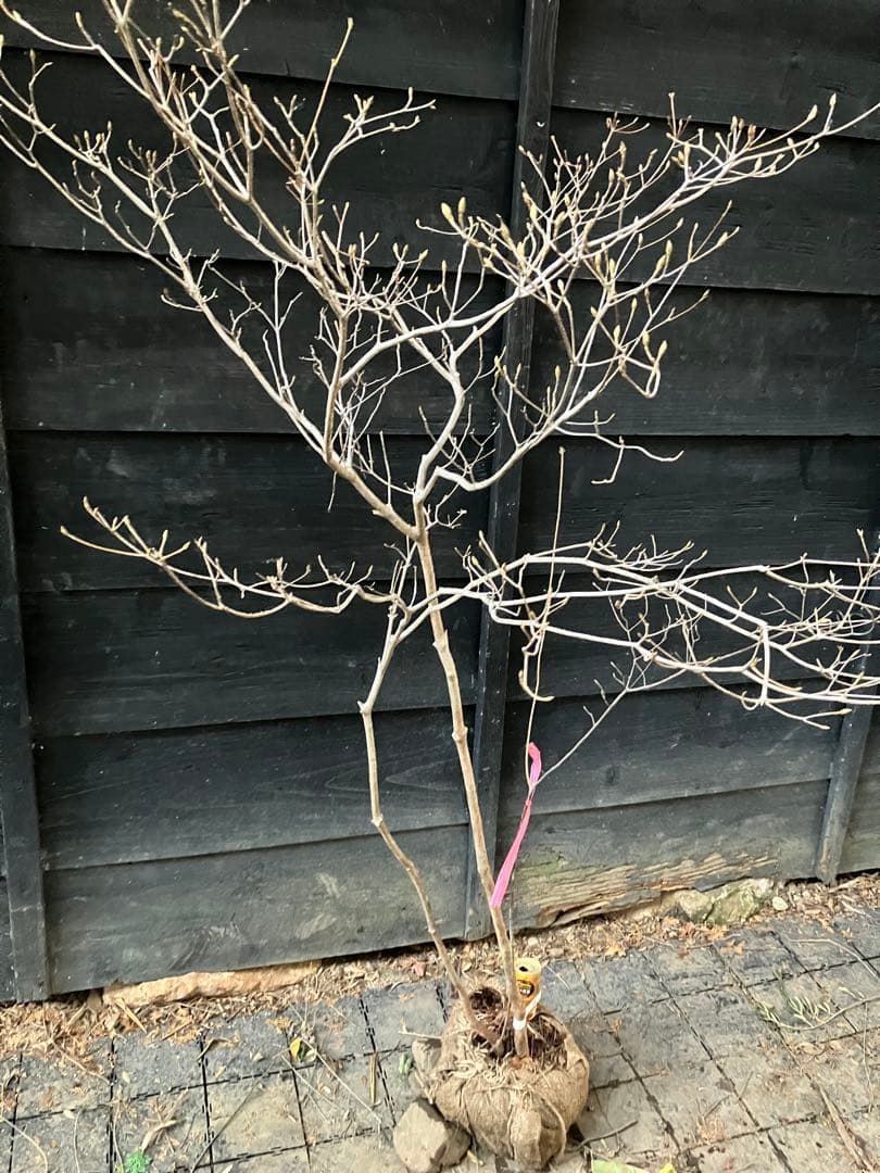 60 山採り　ミツバツツジ　バイカツツジ付き