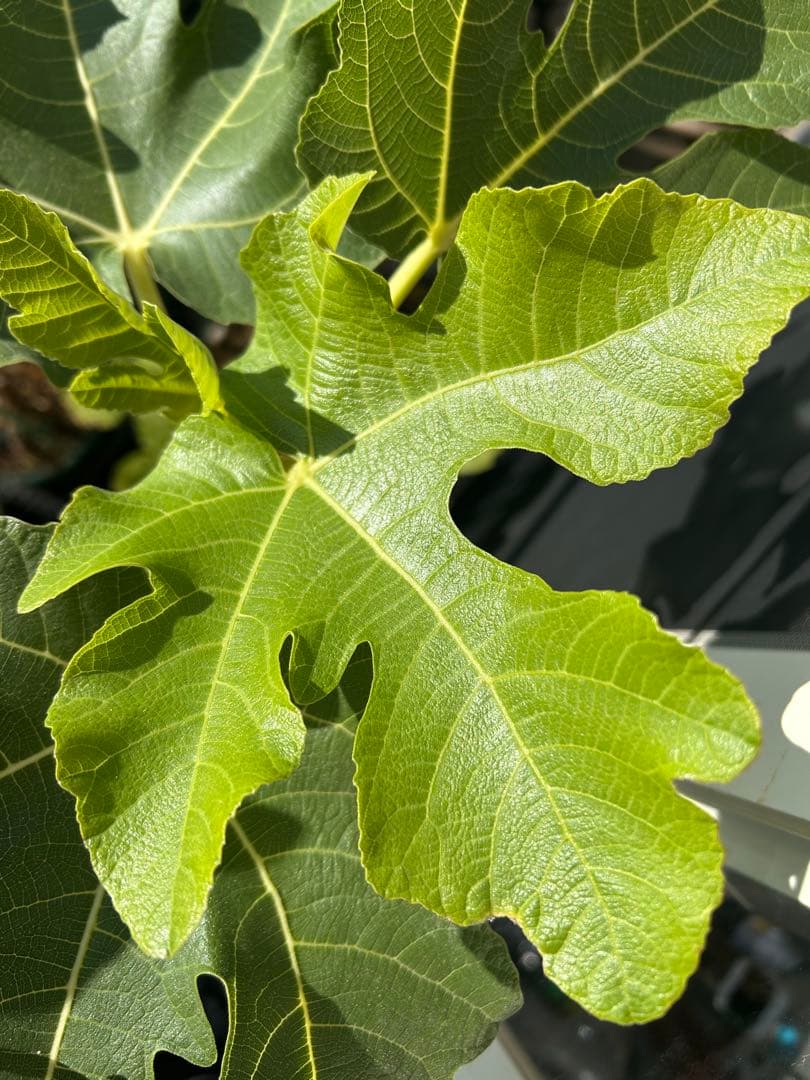 いちじく苗木　DSJG