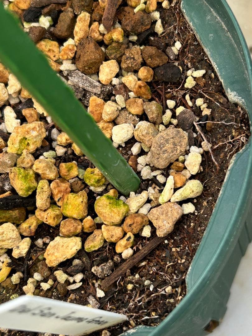 いちじく苗木　DSJG