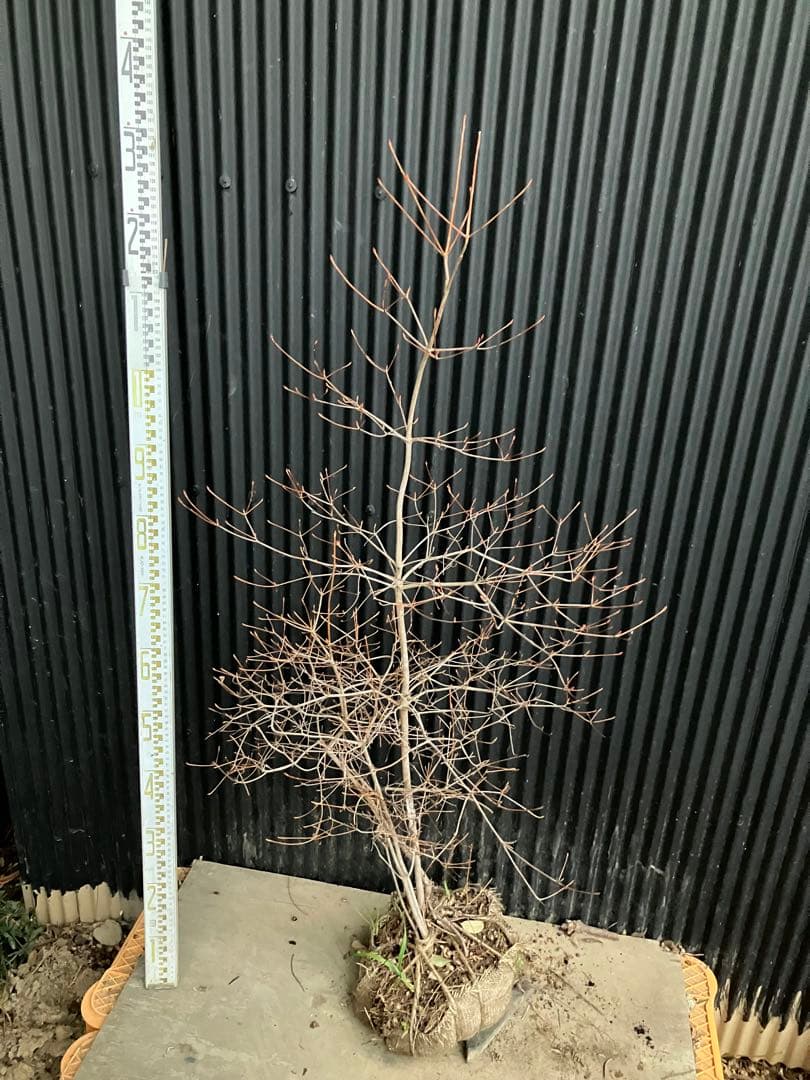 山採り　ドウダンツツジ　t