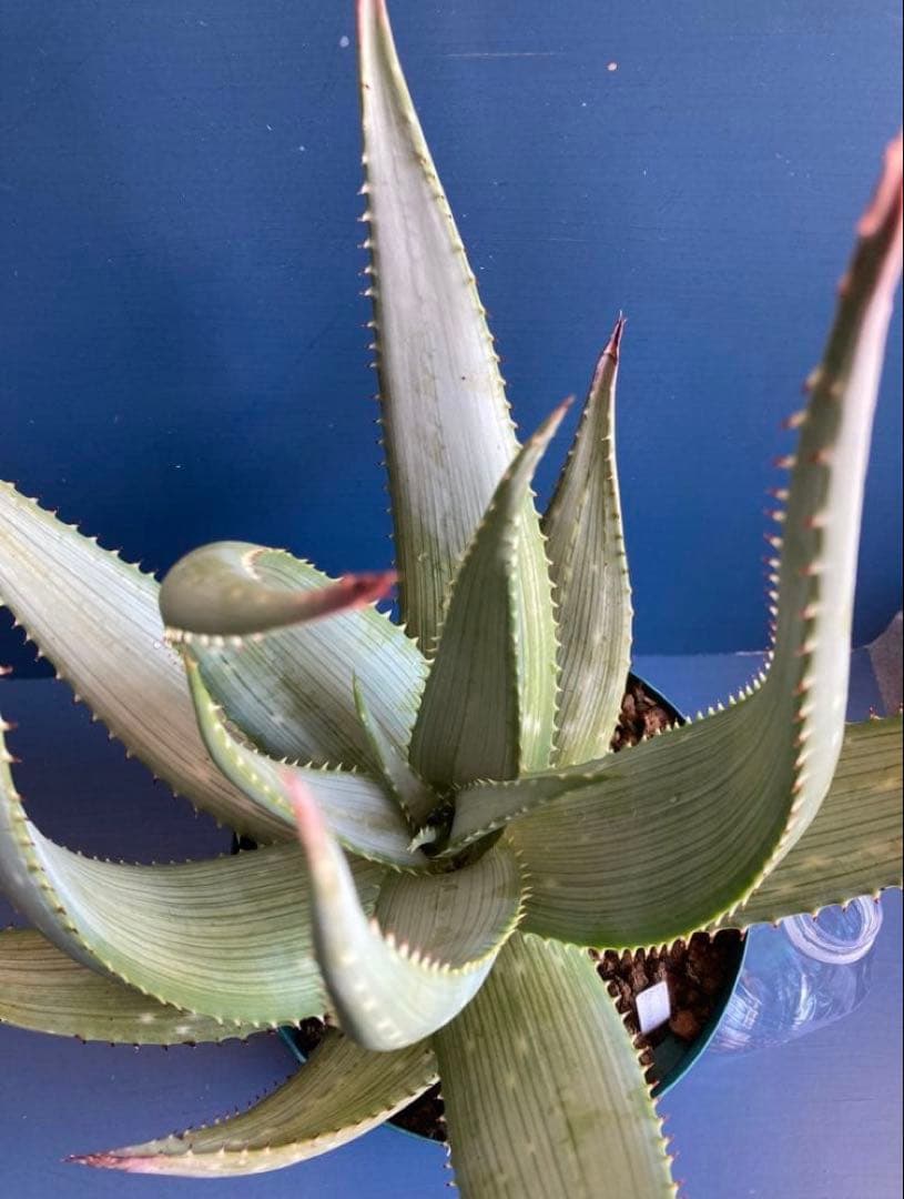アロエ ガリエペンシス ガリエベンシス 実生苗 Aloe gariepensis