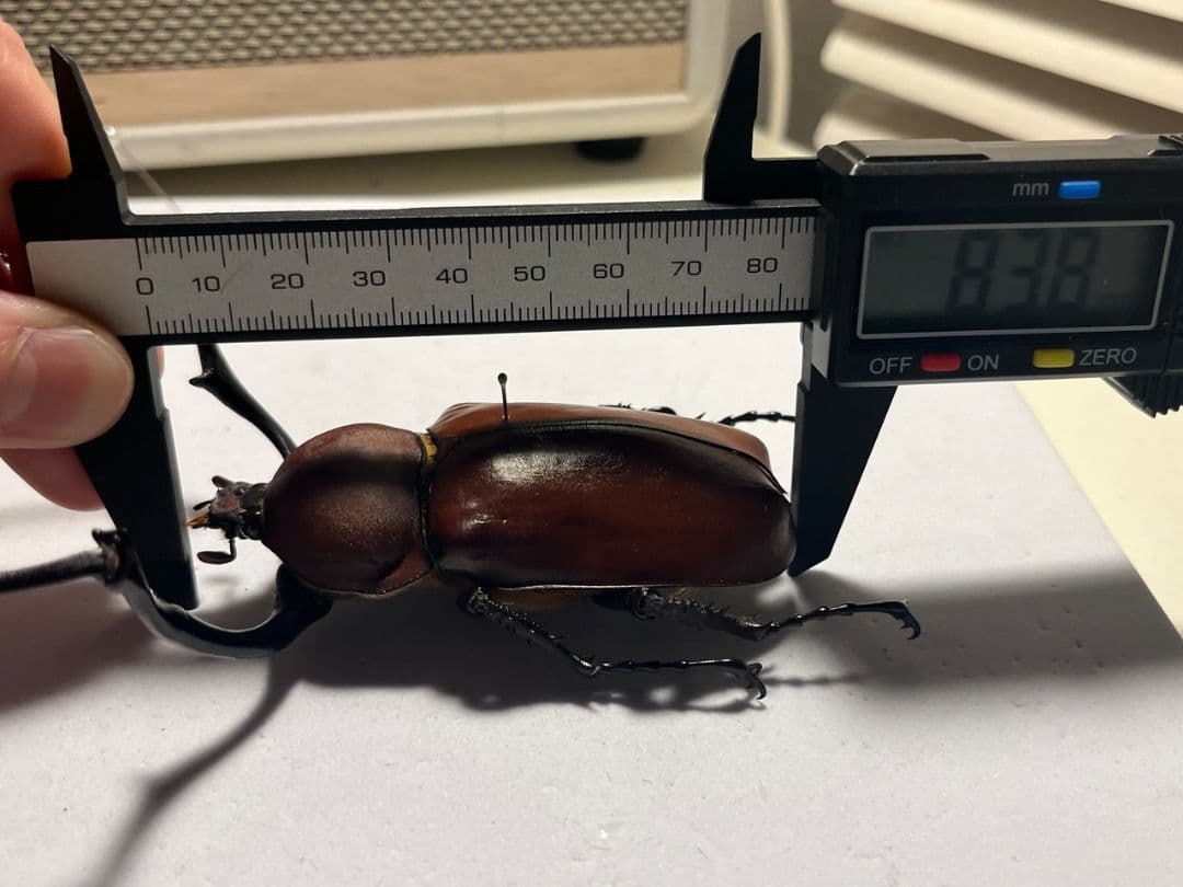 【超特大】セラムドウナガテナガコガネ テナガカミキリ昆虫標本 甲虫 タランチュラ