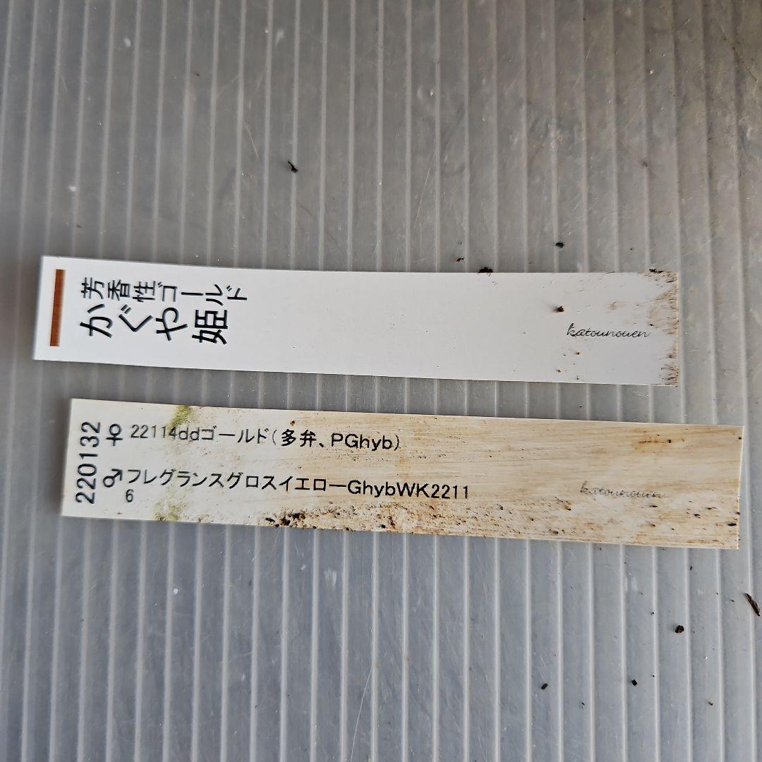 ㉖-429クリスマスローズ