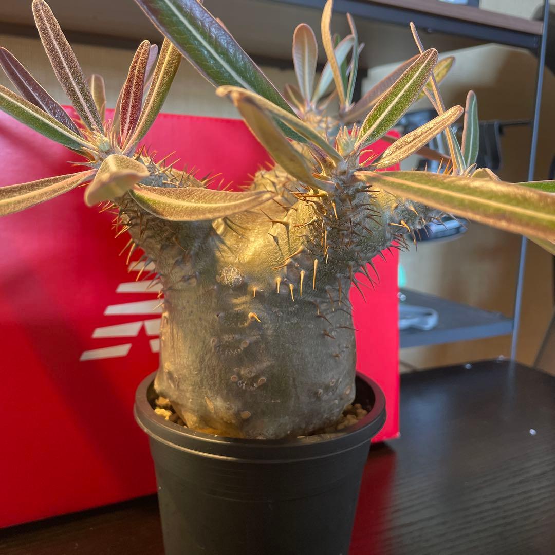 パキポディウム　カクチペス（実生）