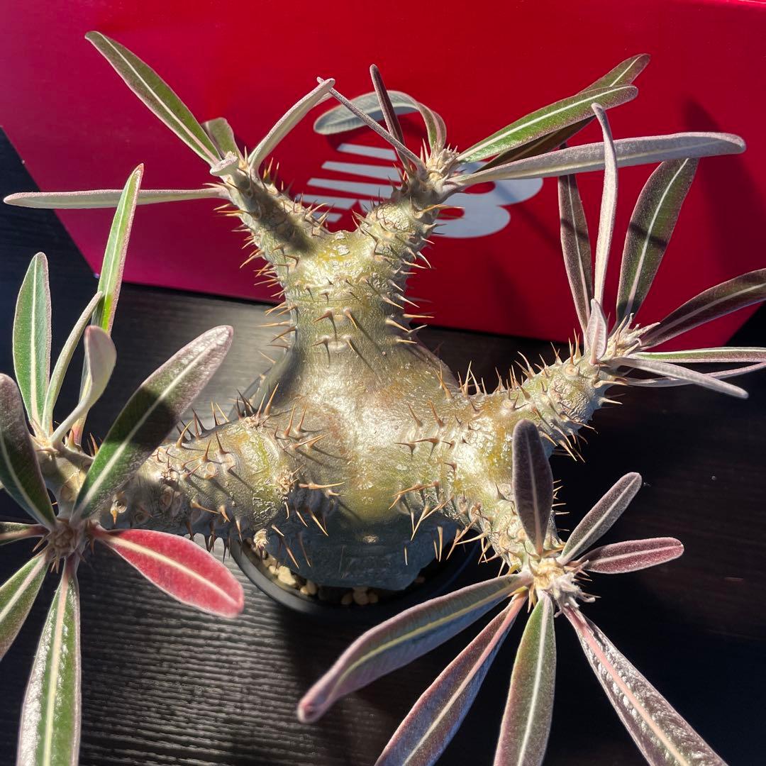 パキポディウム　カクチペス（実生）