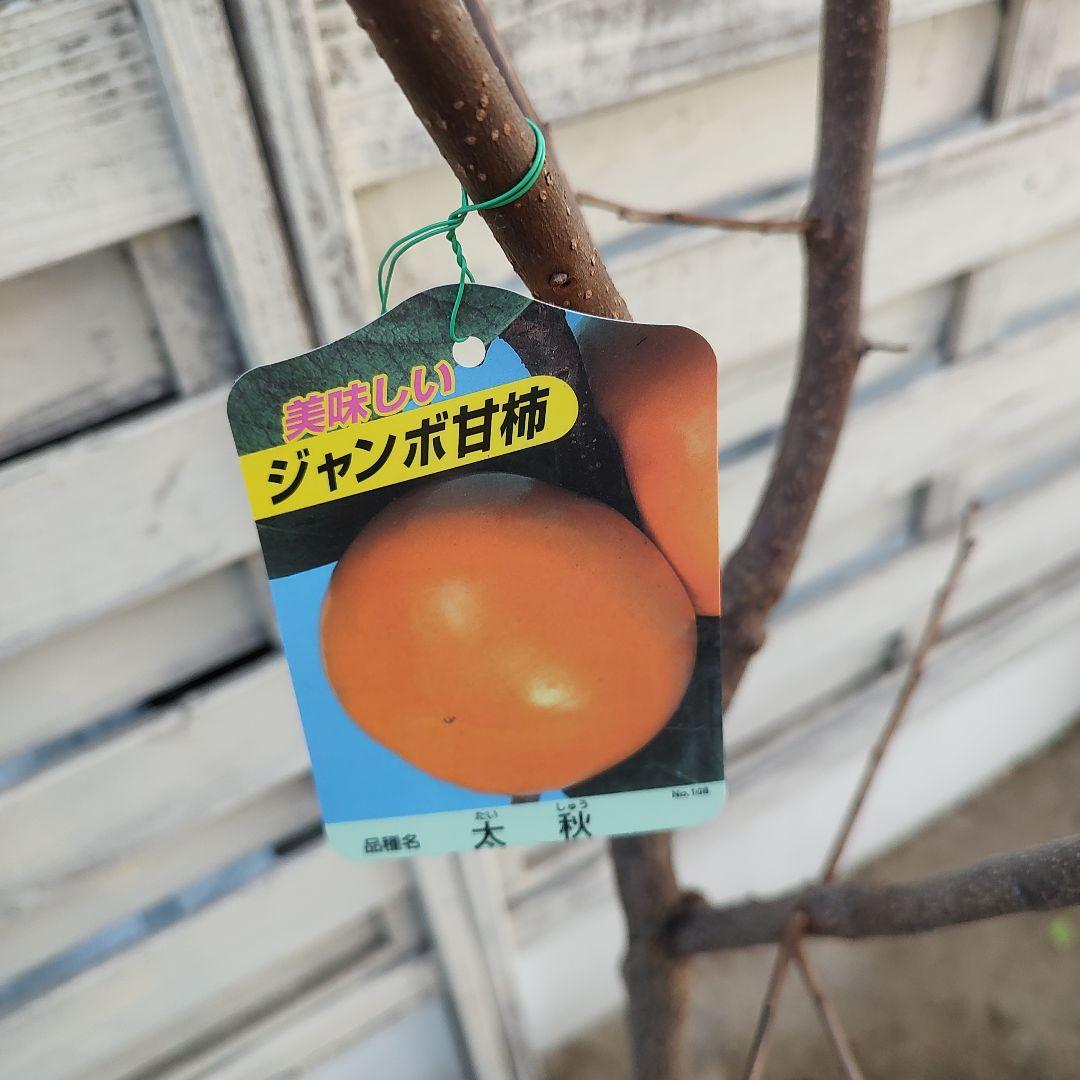 ドットさま専用 太秋柿 3年生 苗木