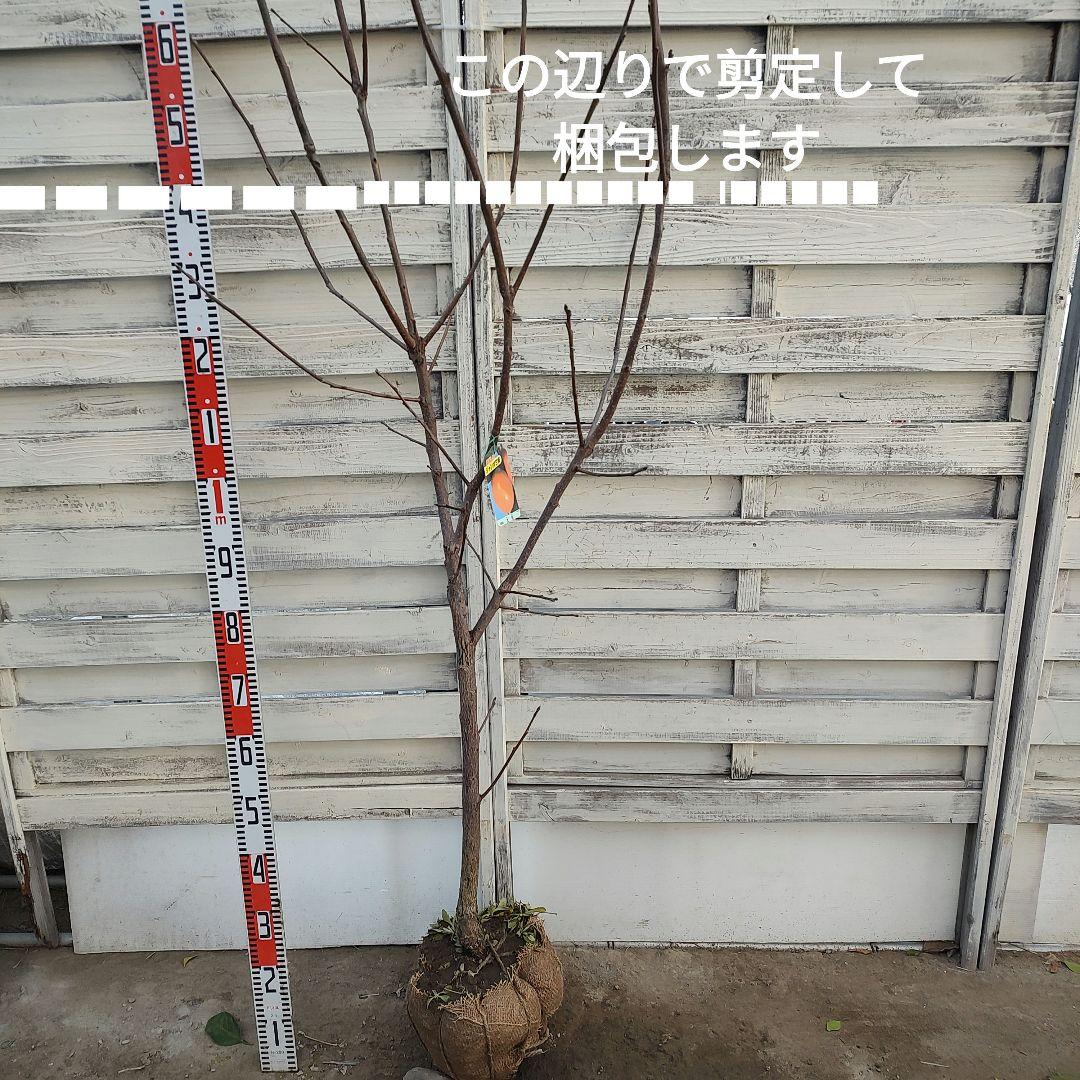 ドットさま専用 太秋柿 3年生 苗木