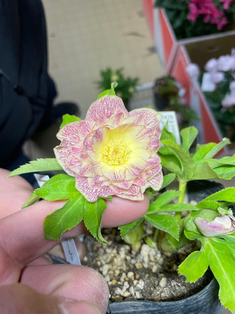 加藤農園 プリマヴェーラゴールド クリスマスローズ