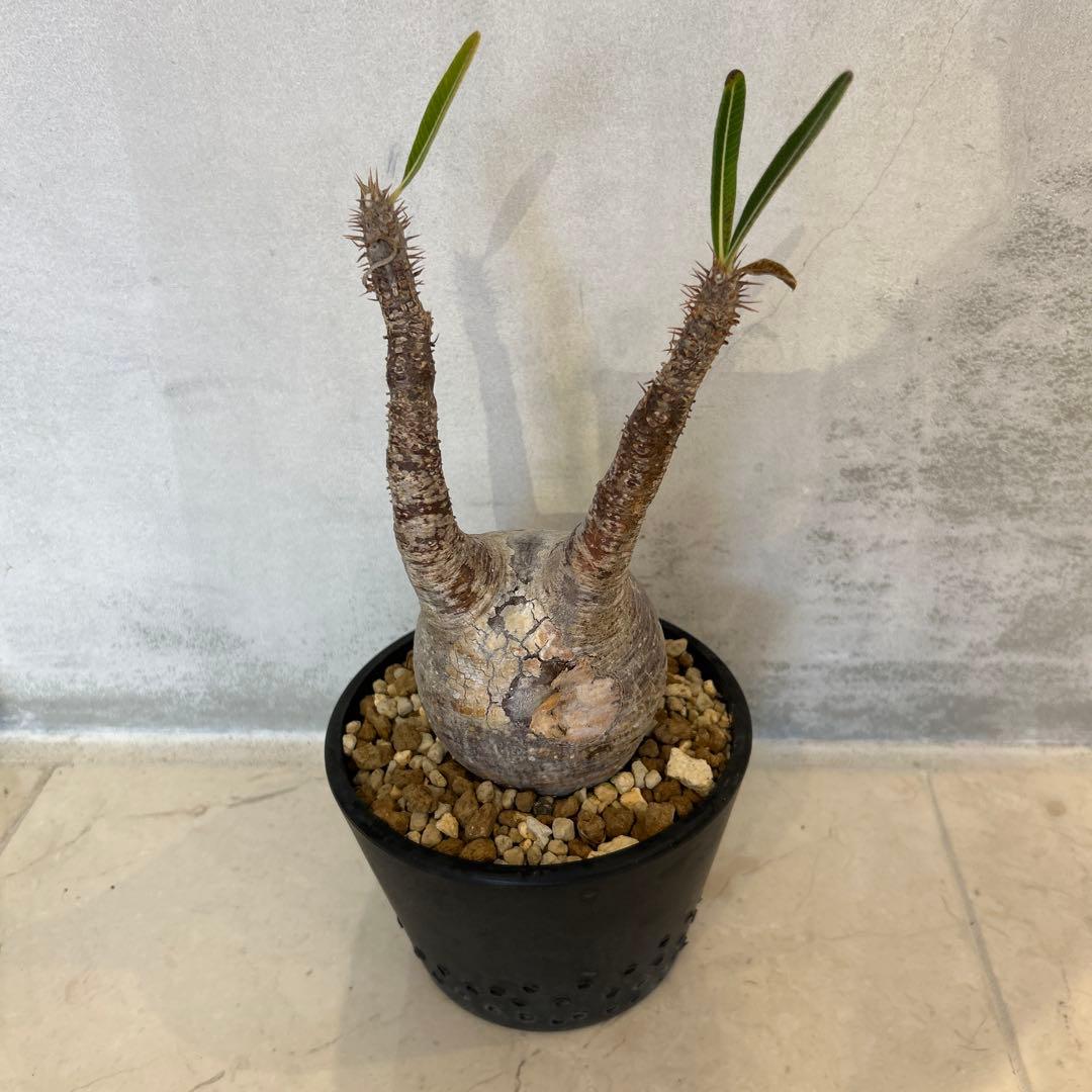 Pachypodium gracilis - 現地球　発根済み