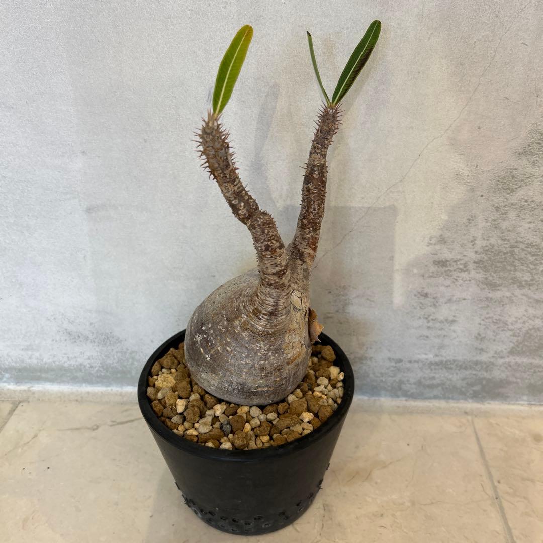 Pachypodium gracilis - 現地球　発根済み