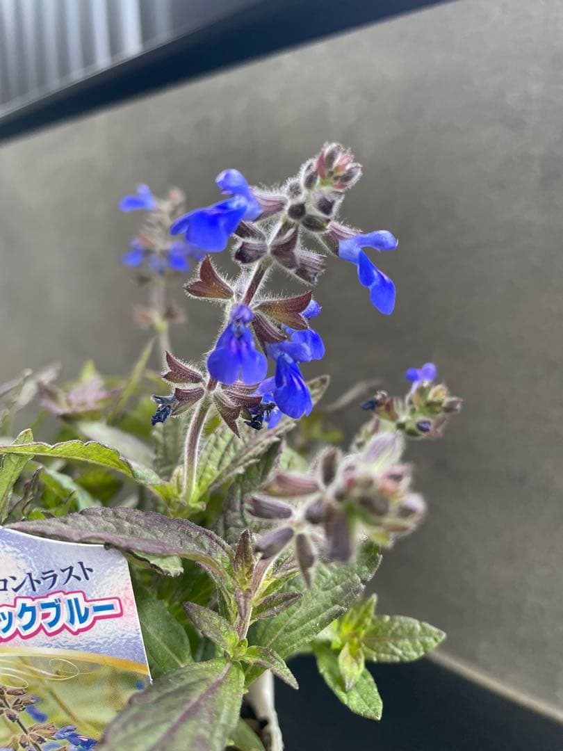 【花苗】銅葉宿根サルビア シナロエンシス コスミックブルー　ポットごと発送