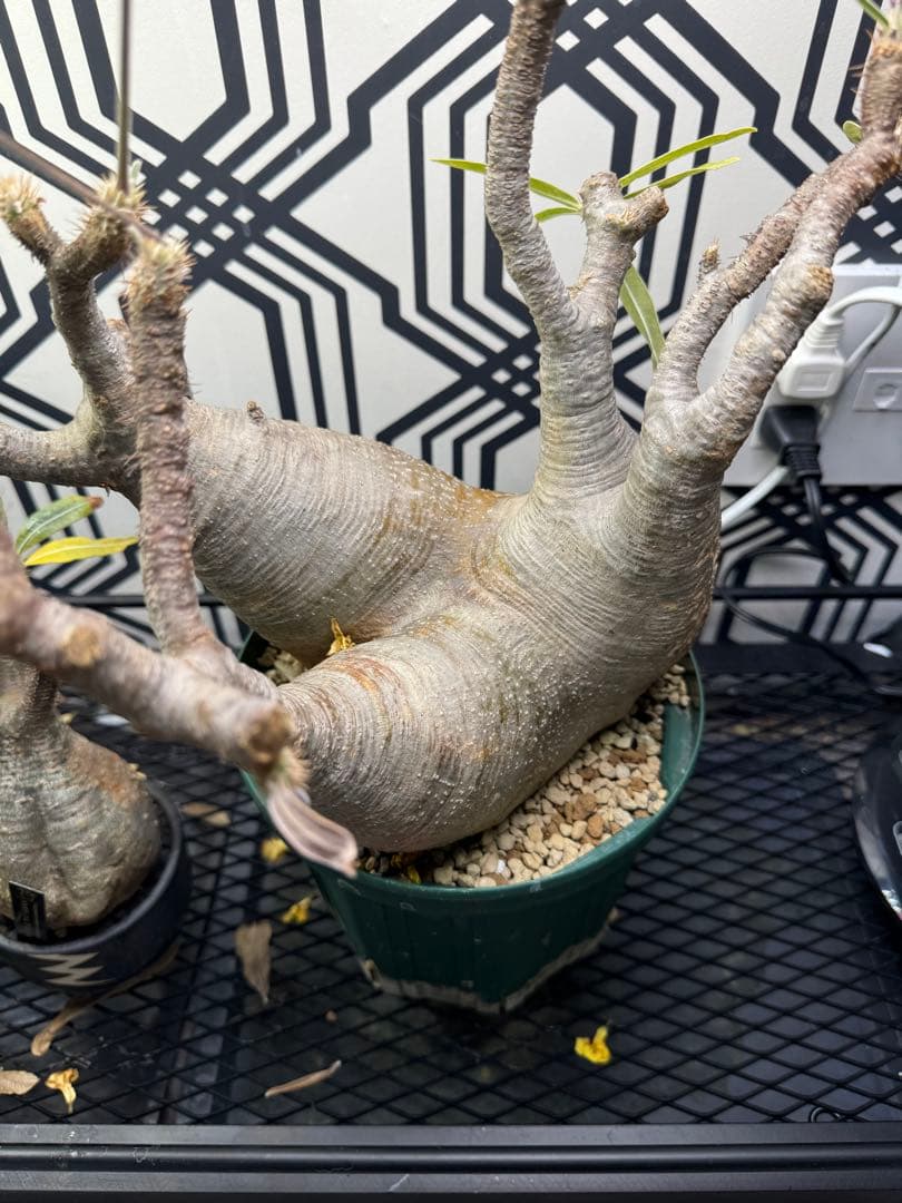 塊根植物 グラキリス　大