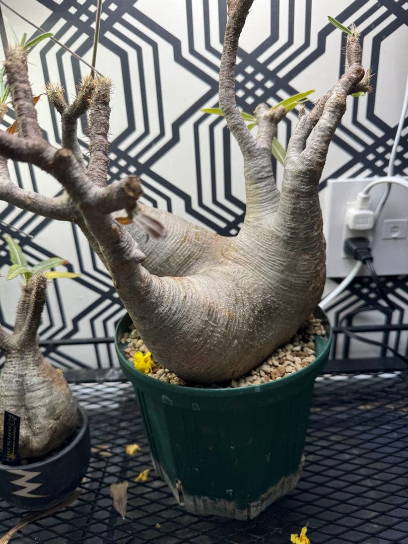 塊根植物 グラキリス　大