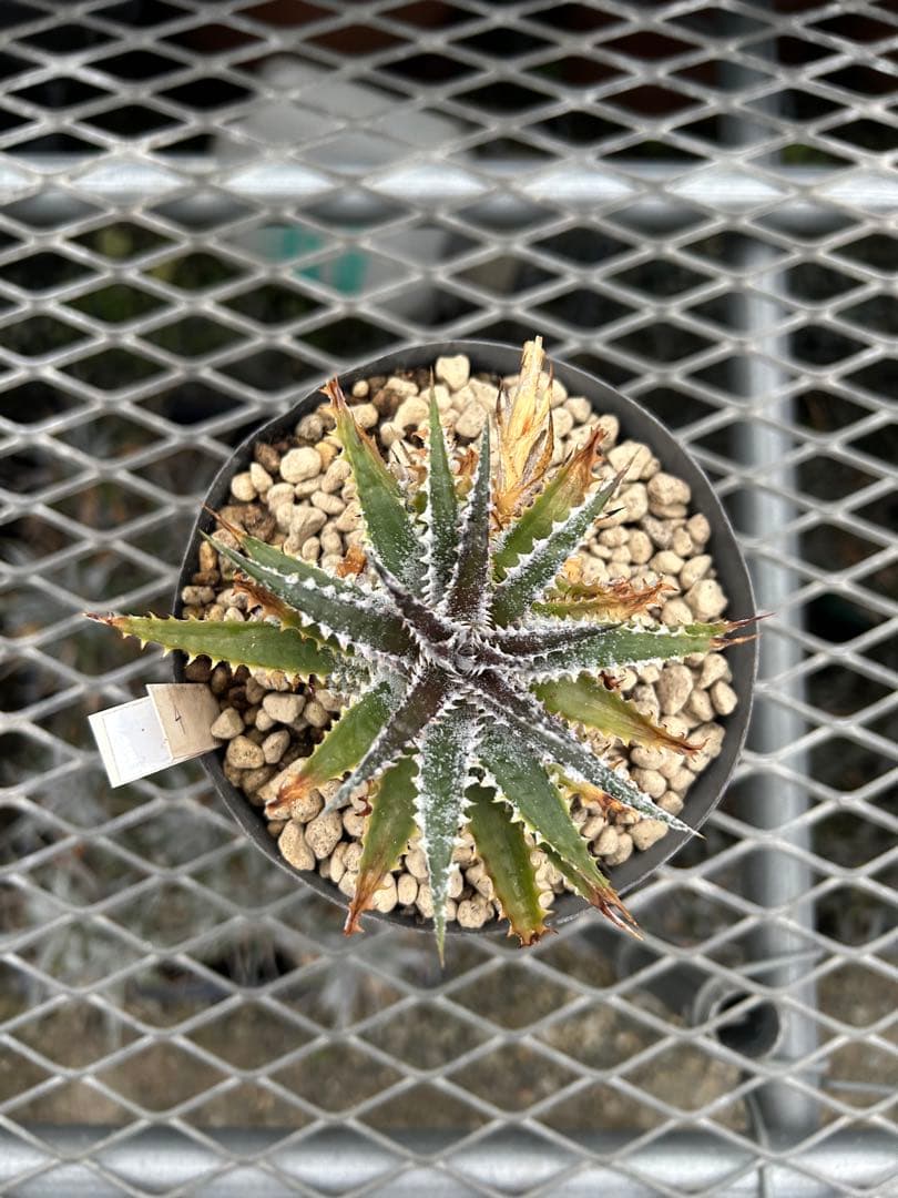 DBディッキア Dyckia Arizona x BS small #118 ⑷