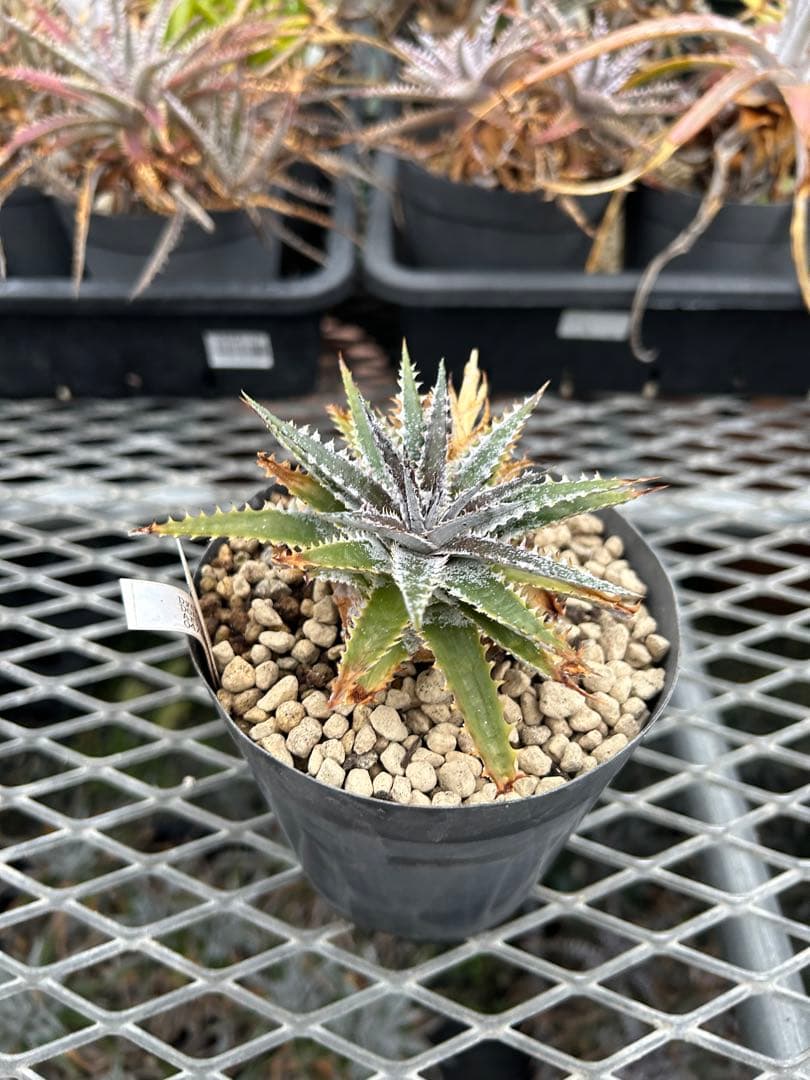 DBディッキア Dyckia Arizona x BS small #118 ⑷