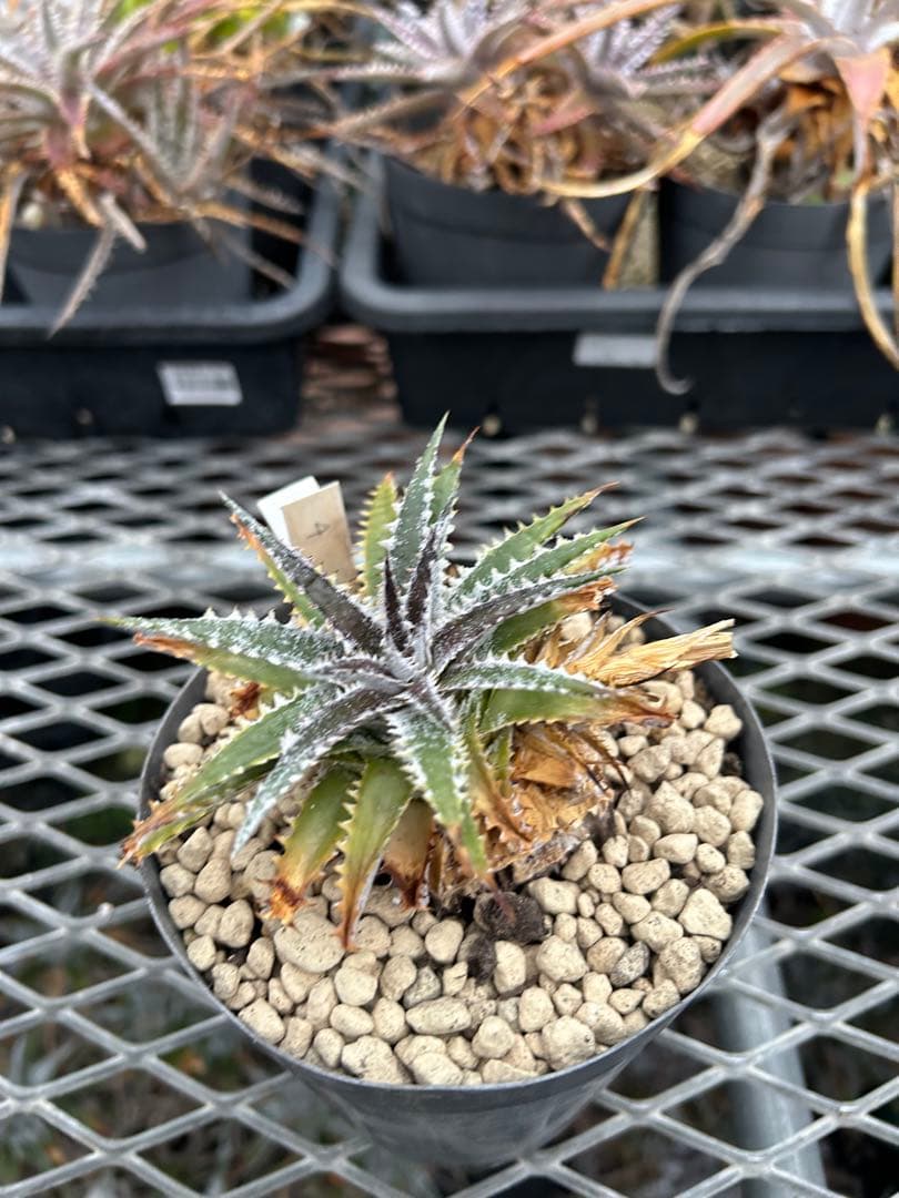 DBディッキア Dyckia Arizona x BS small #118 ⑷