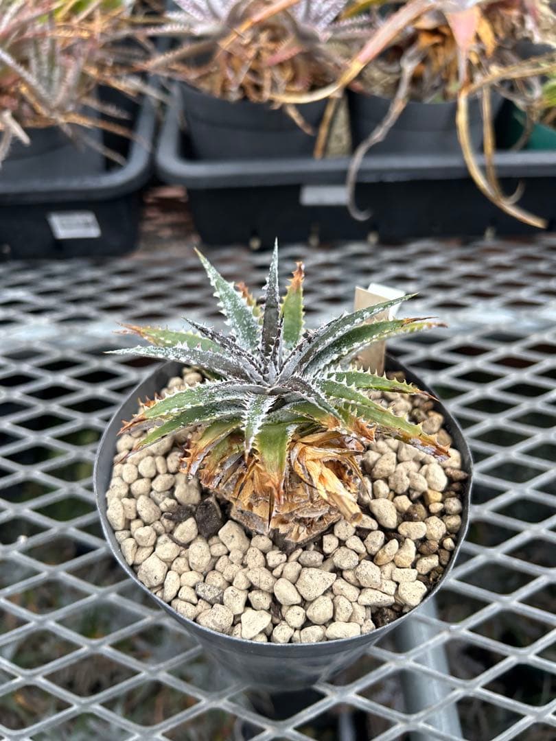 DBディッキア Dyckia Arizona x BS small #118 ⑷
