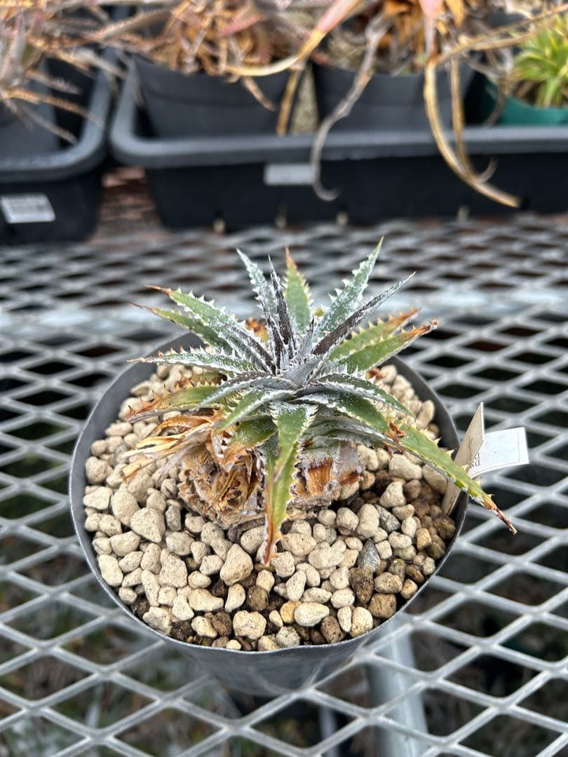 DBディッキア Dyckia Arizona x BS small #118 ⑷