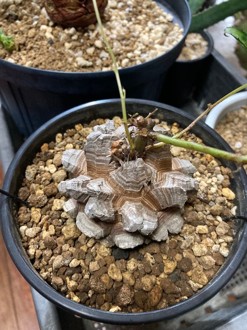 セ*ウ様 多肉植物　ディオスコレア　エレファンティペス　アフリカ亀甲竜　バキバキ