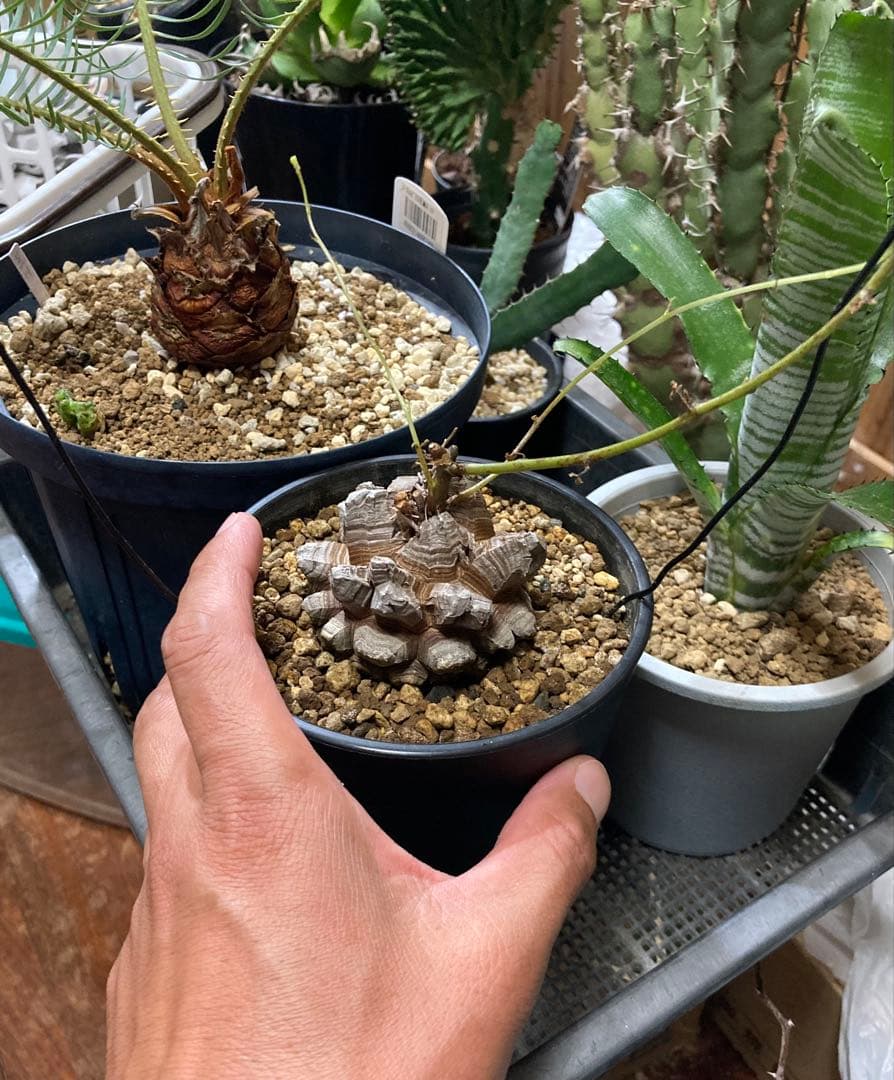 セ*ウ様 多肉植物　ディオスコレア　エレファンティペス　アフリカ亀甲竜　バキバキ