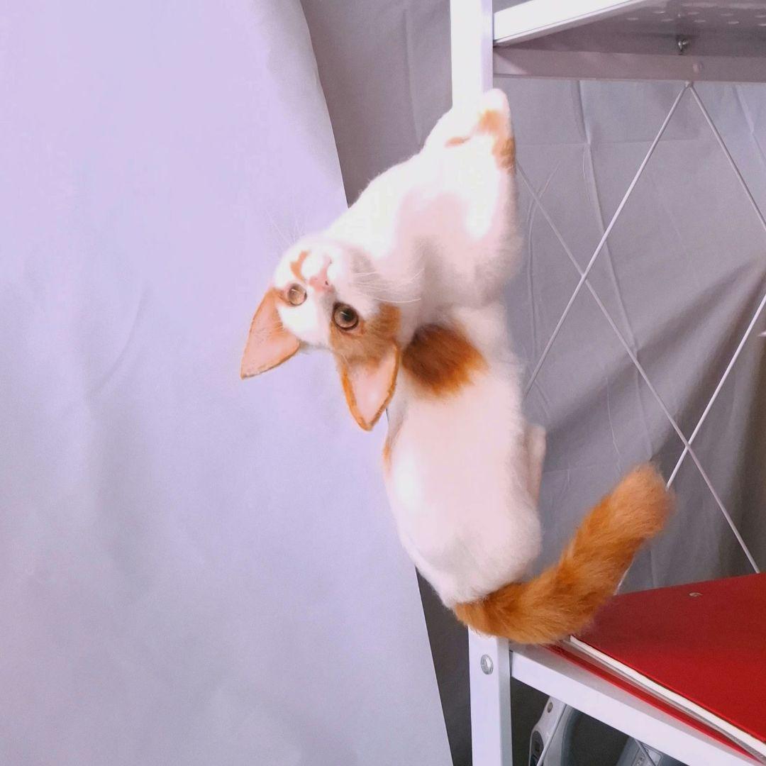 ハンドメイドの羊毛フェルト 猫　白✕茶トラ