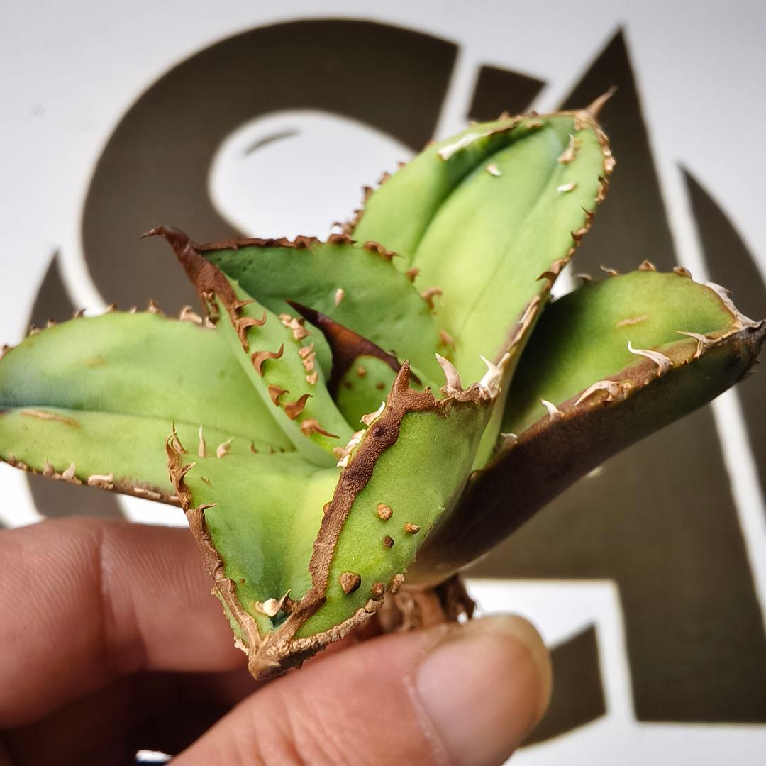 803【上澳園芸】 アガベ　agave チタノタ 鰐亀 優良血統