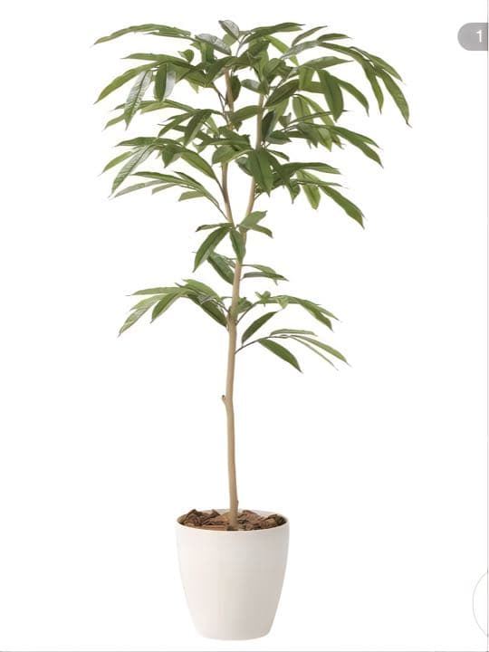 光触媒　人工観葉植物　ウォールグリーン　フェイクグリーン　アムステルラバー