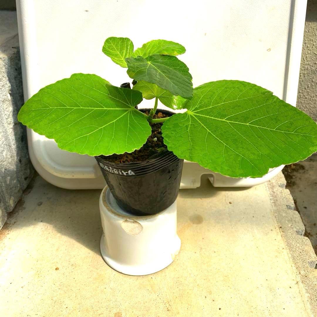 イチジクの良苗。Black Madeira