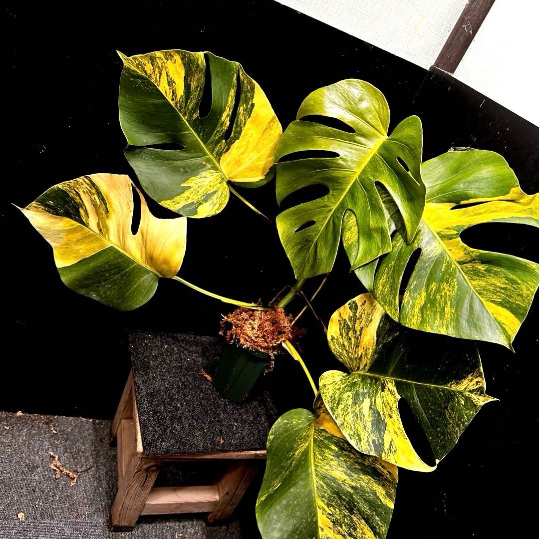 百*式様 斑入りモンステラボルシギアナオーレア黄斑50㎝鉢植え/検索→イエローマ