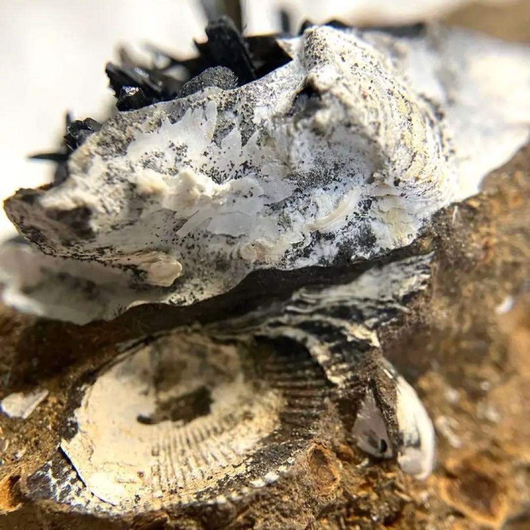 希少 ヴィヴィアナイト シェルフォッシル 藍鉄鉱 貝化石 原石 標本 118g