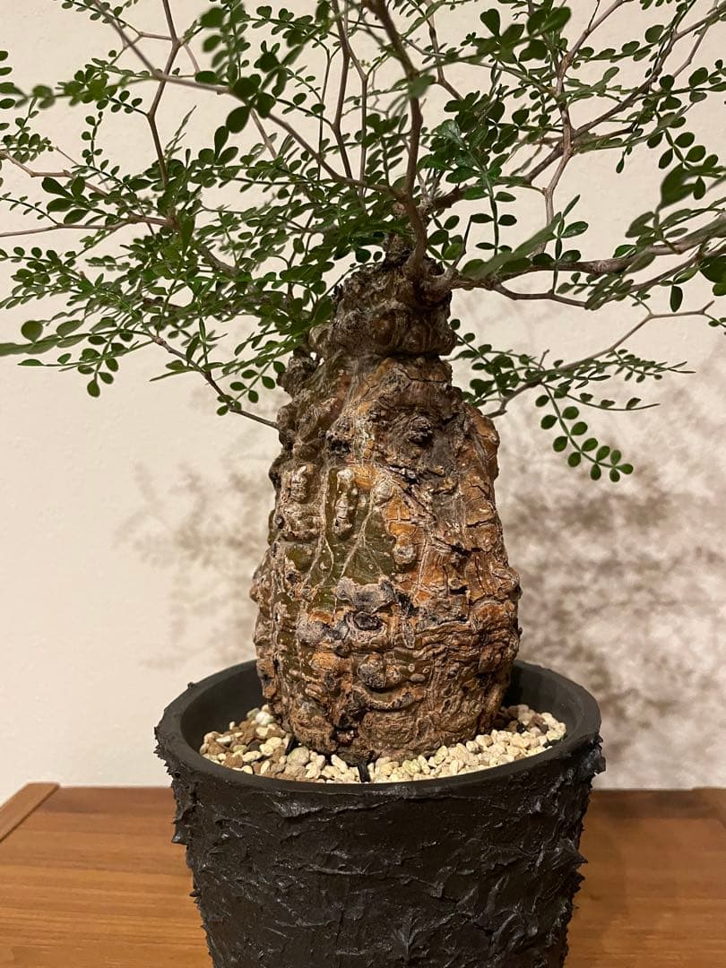 オペルクリカリア パキプス 現地株 発根済み COCT作家鉢付き