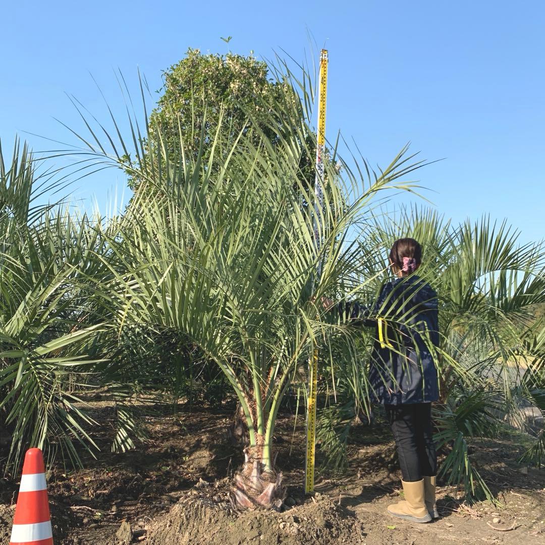 超大株　ココスヤシ 約240cm 根巻直径40センチ以上　ヤシ【引取限定】69