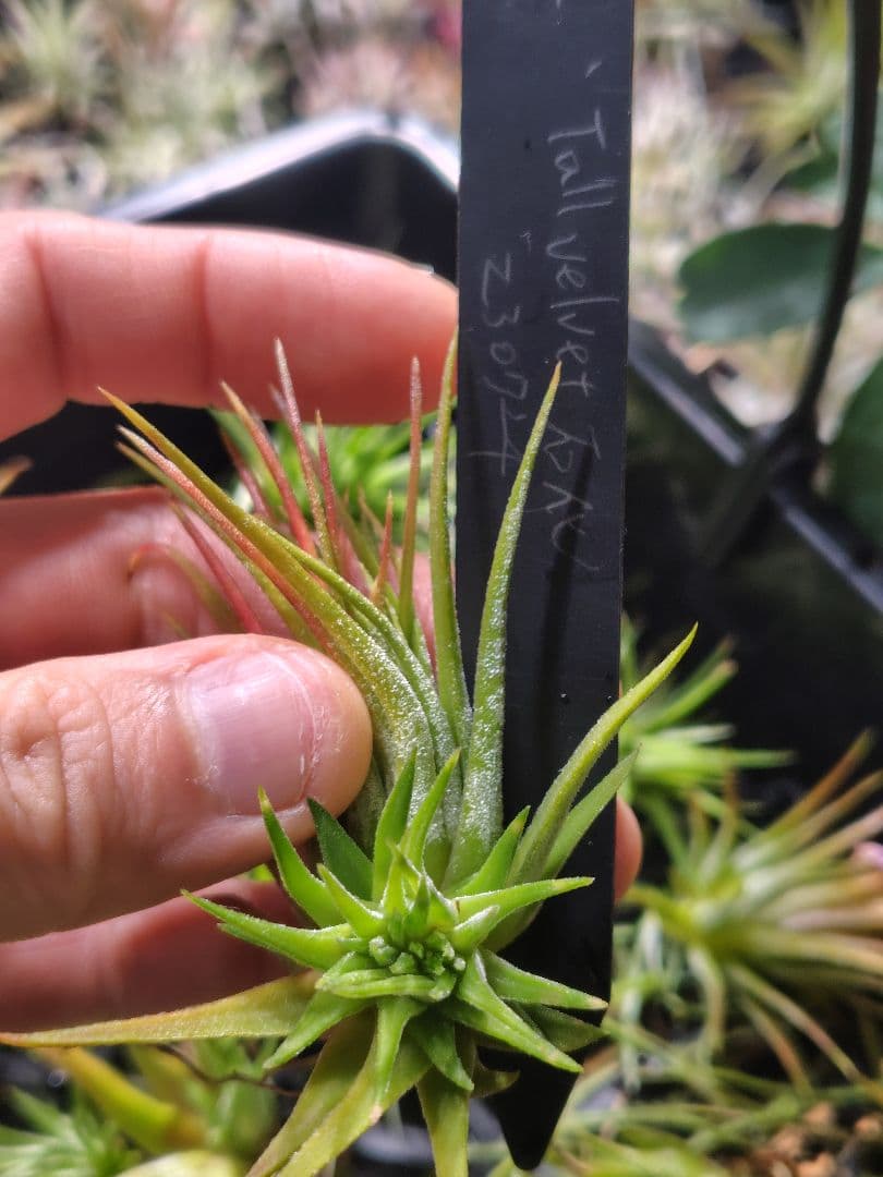 T. ionantha tall velvet 石化 綴化