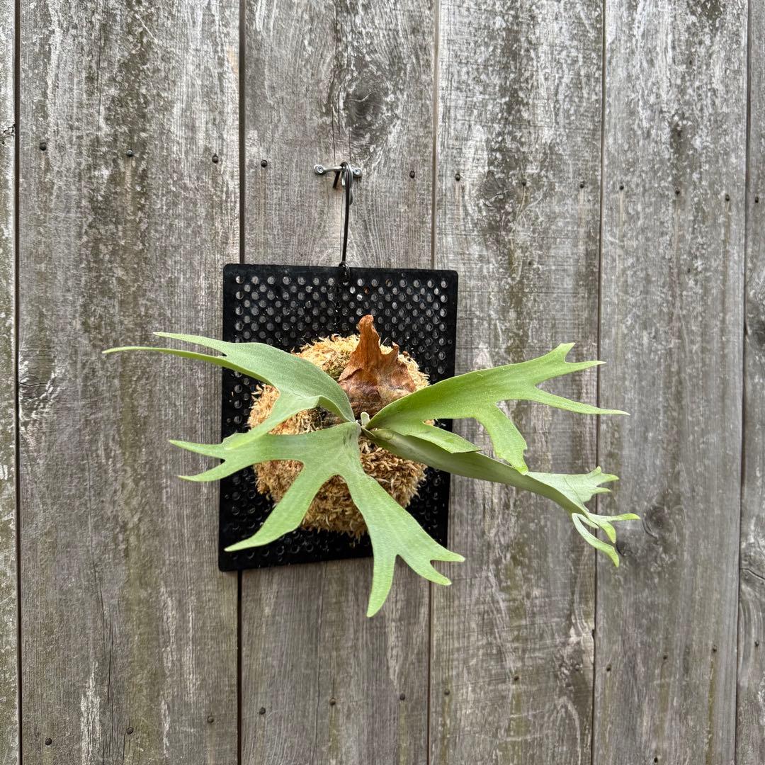 P. willinckii cv. Moana ビカクシダ