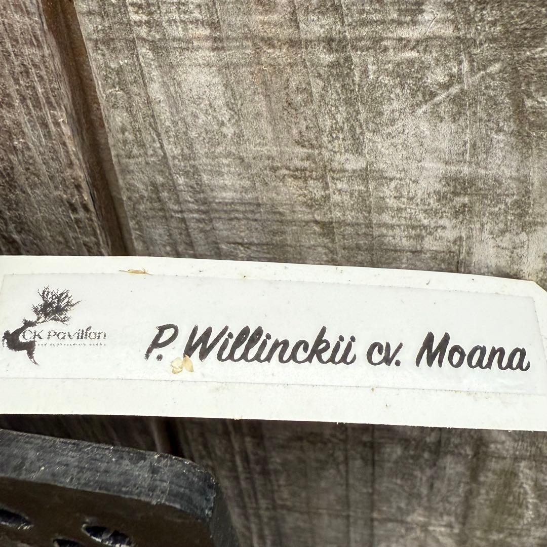 P. willinckii cv. Moana ビカクシダ