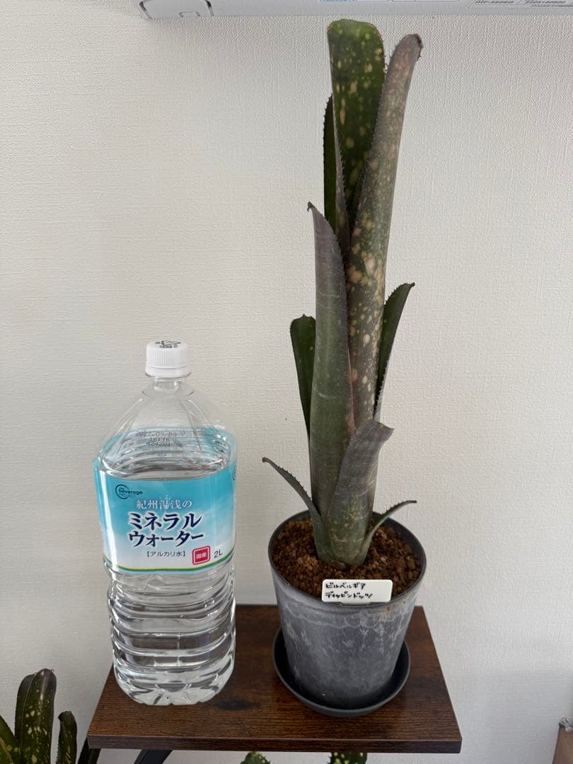 ビルベルギア　ディッピンドッツ