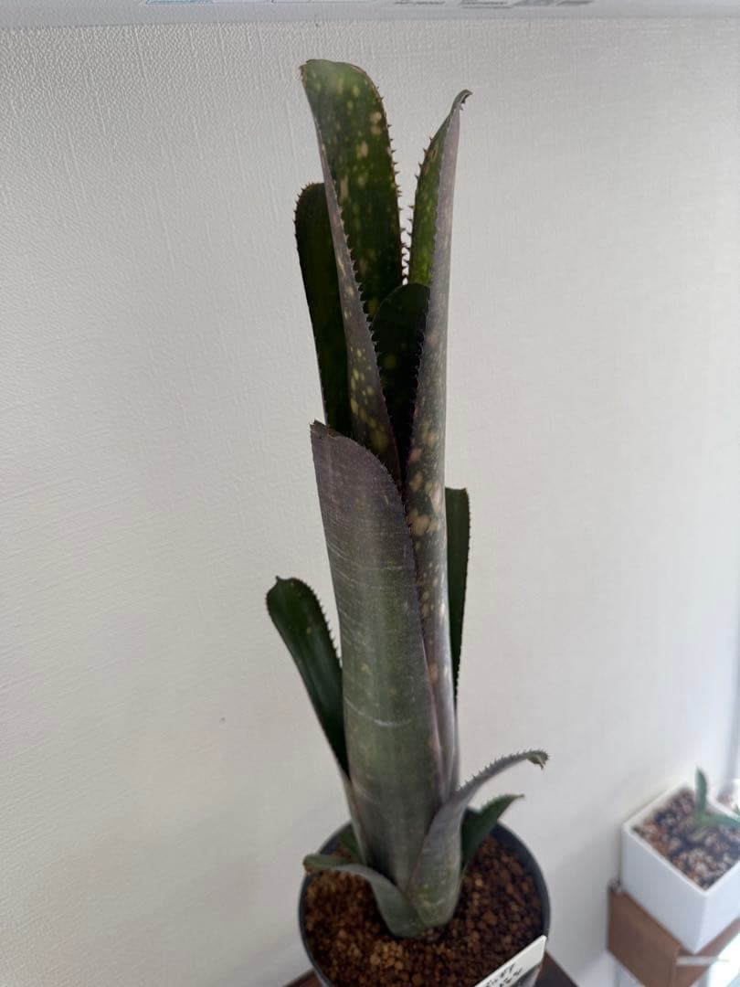 ビルベルギア　ディッピンドッツ