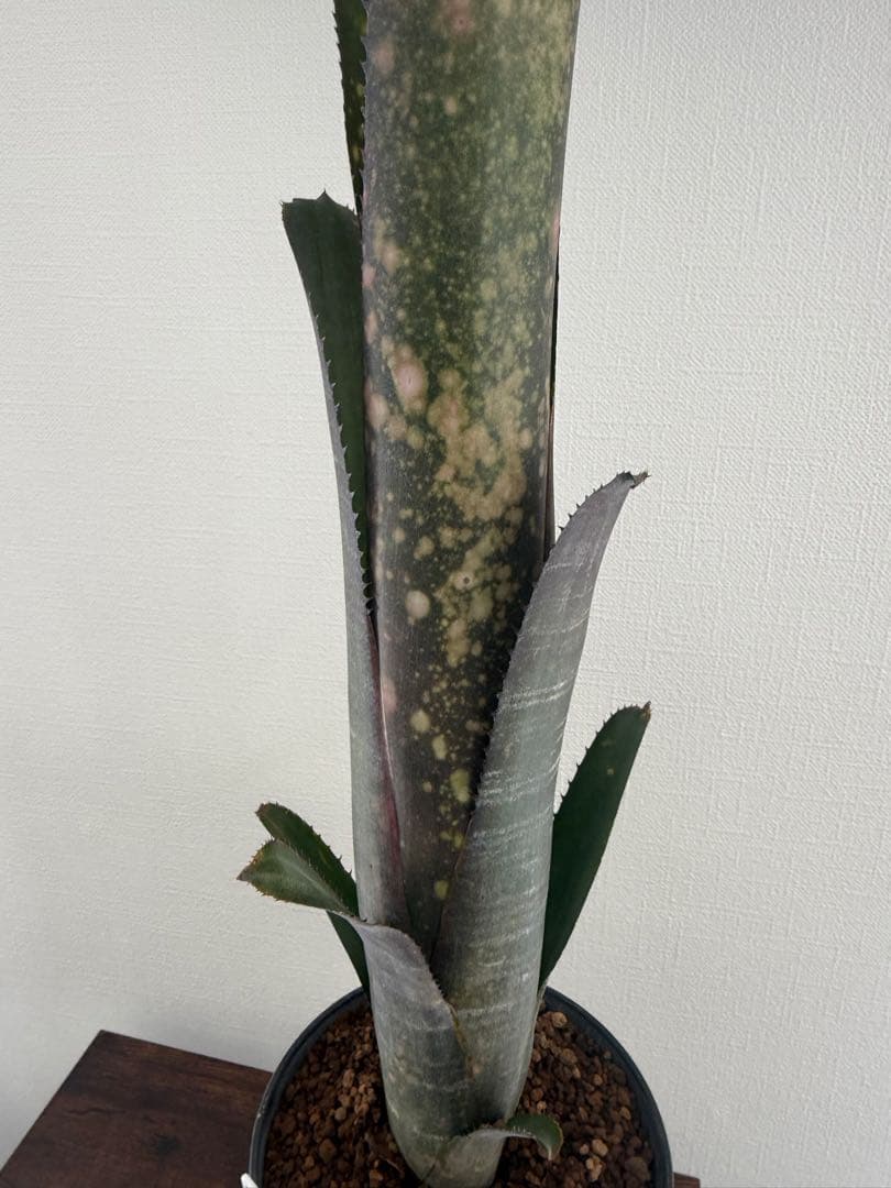 ビルベルギア　ディッピンドッツ