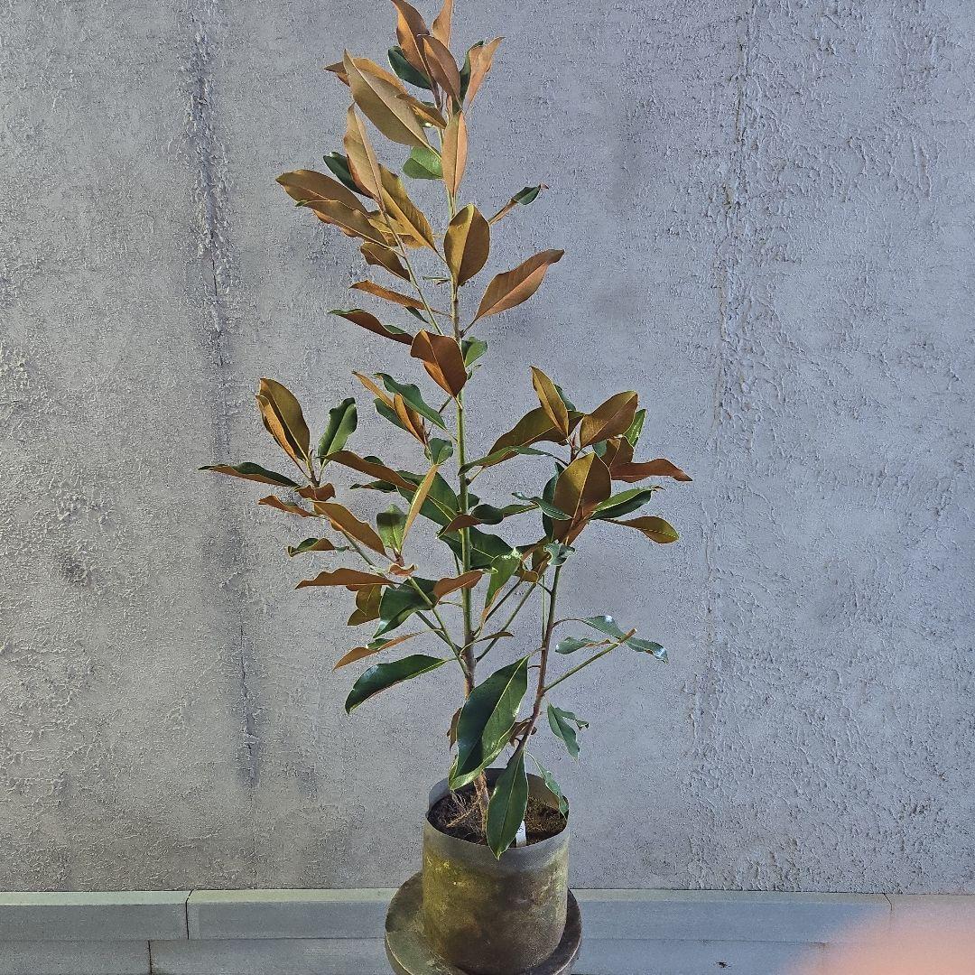 ①　タイサンボク　「リトルジャム」　特大苗木最高等級極上品‼️