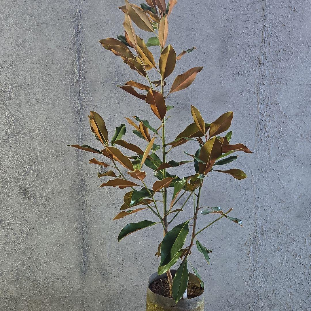 ①　タイサンボク　「リトルジャム」　特大苗木最高等級極上品‼️