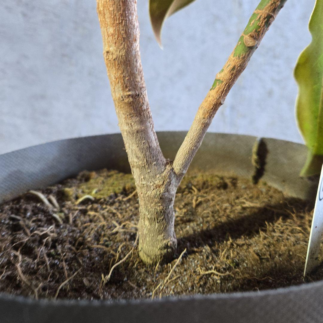 ①　タイサンボク　「リトルジャム」　特大苗木最高等級極上品‼️