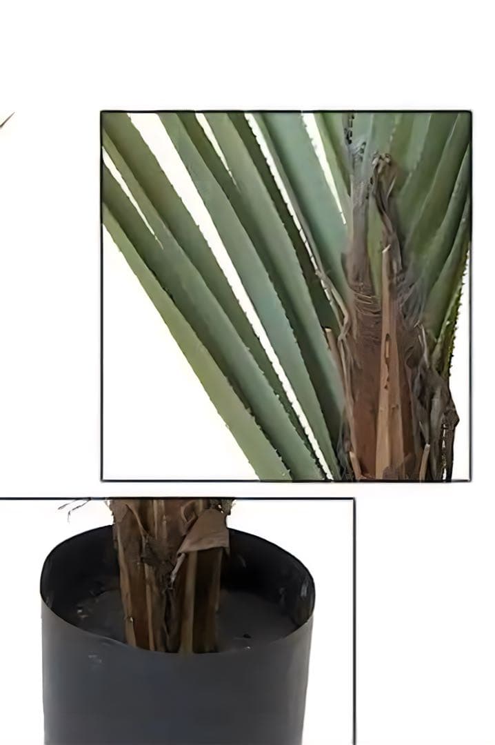 光触媒　人工観葉植物　ウォールグリーンフェイクグリーン　アカベテナータ160