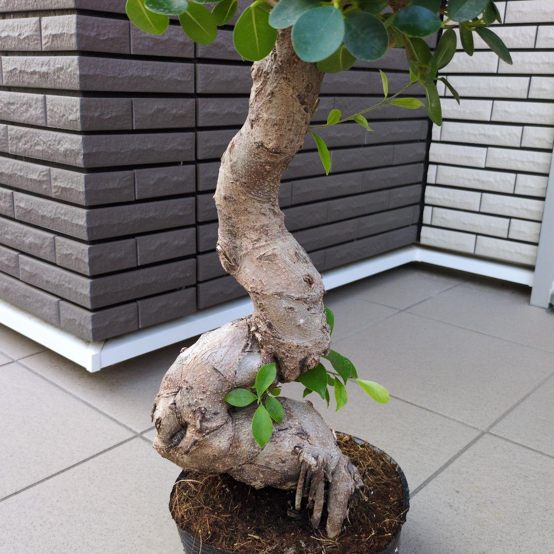 観葉植物　パンダガジュマル　８号ポット　多幸の木　Ａ