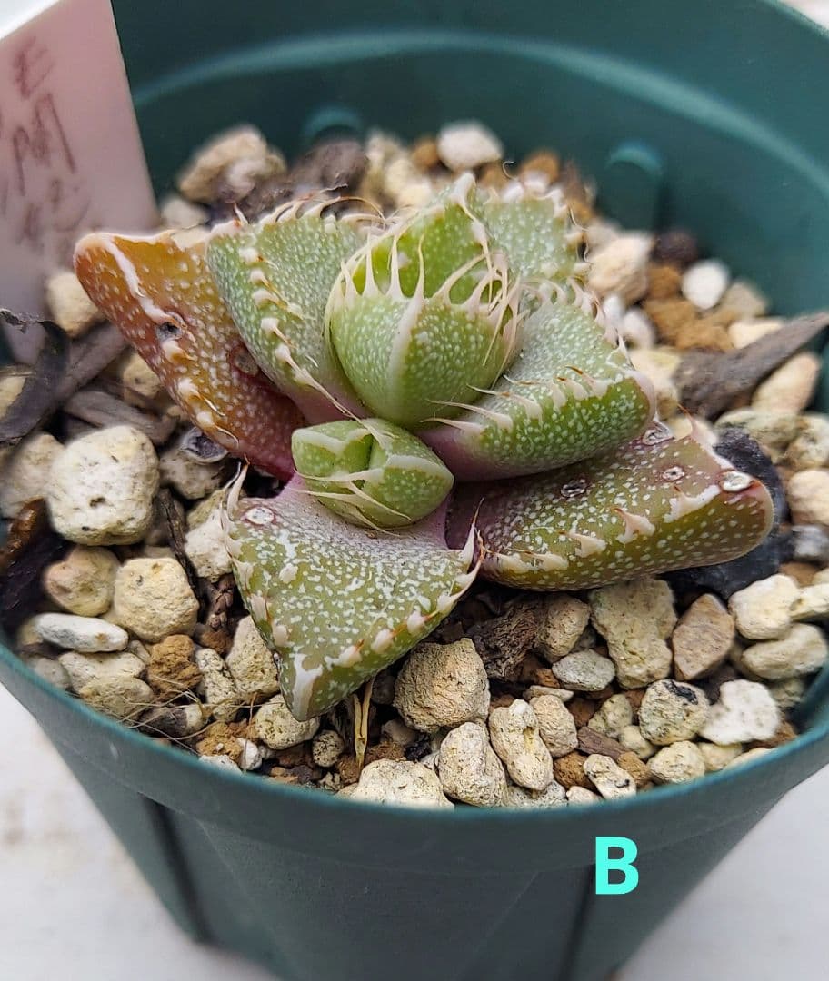 フォーカリア狂乱怒涛hyb.(seedling)