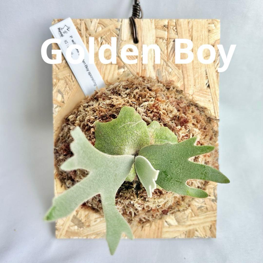 P. wilinckii Golden Boy spore【48】