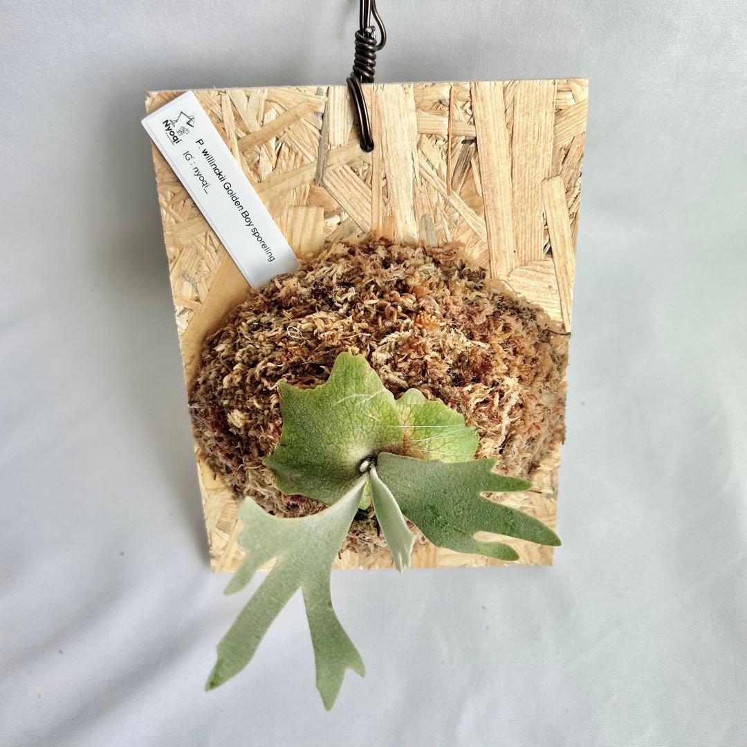 P. wilinckii Golden Boy spore【48】