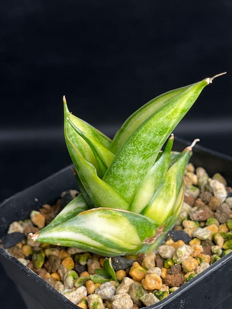 EMP サンセベリア ヴィエナ 斑入り / レア 仔株付きSA356